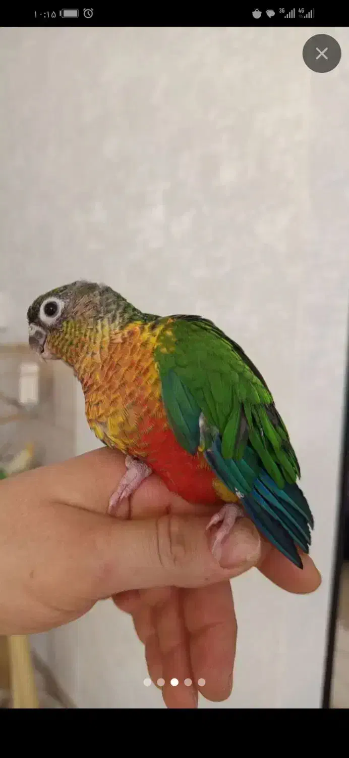 طوطی|پرنده|ماهدشت, |دیوار