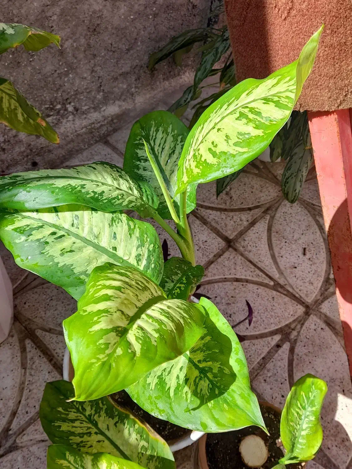 گل دیفن|گل و گیاه طبیعی|نیشابور, سرآب کوشک|دیوار