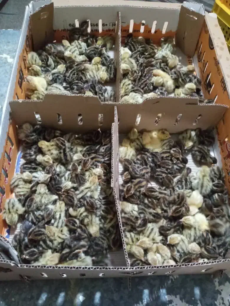 فروش انواع طیور بلدرچین اردک مرغ بوقلمون شترمرغ|حیوانات مزرعه|ورامین, ورامین|دیوار