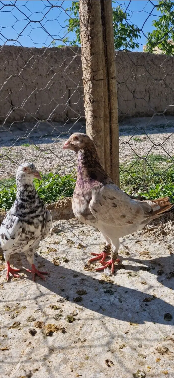 جفت سار|پرنده|بجنورد, |دیوار