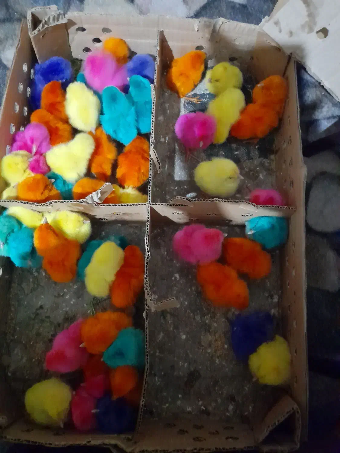 جوجه رنگی|حیوانات مزرعه|سنگدوین, |دیوار