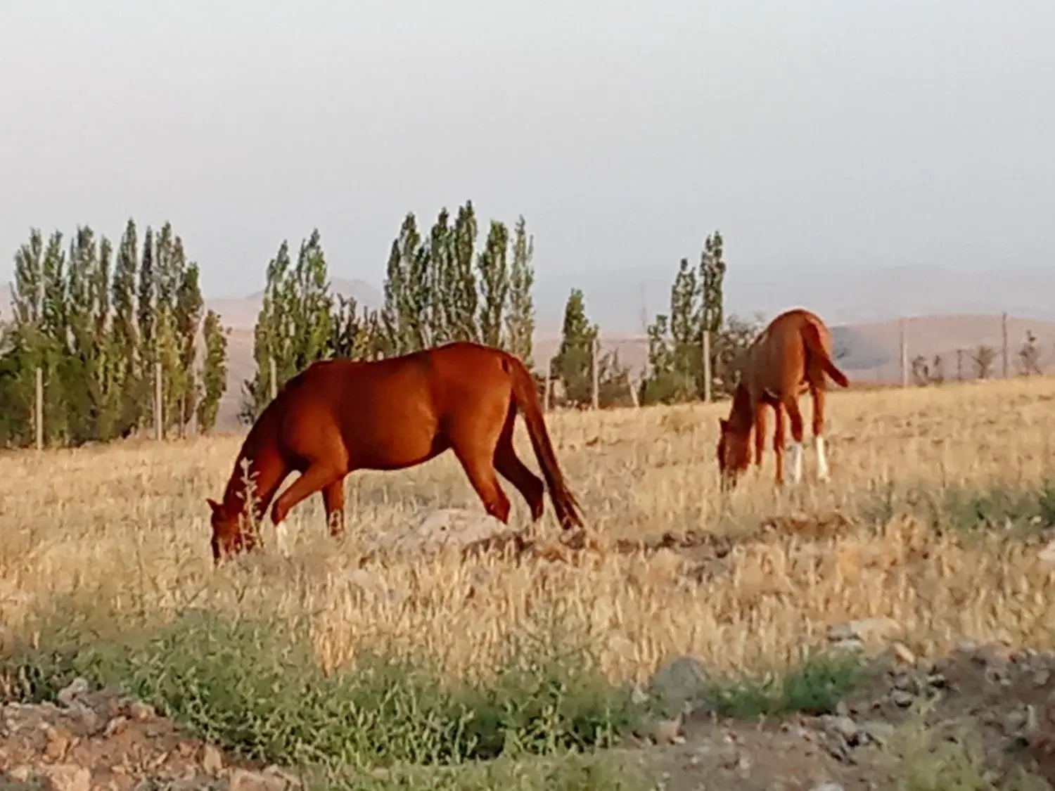 اسب|اسب و تجهیزات اسب‌سواری|اردبیل, |دیوار