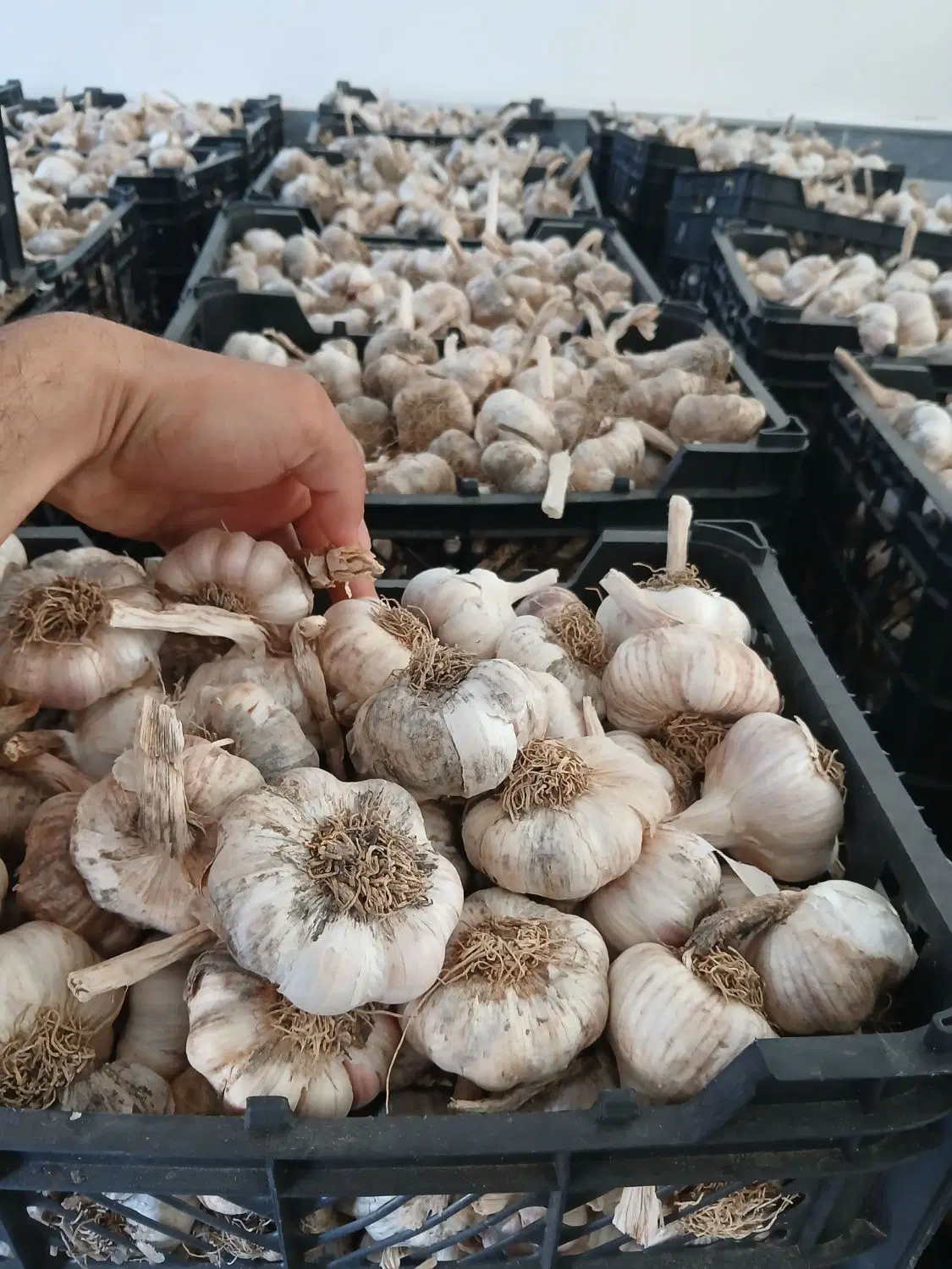 سیر|خوردنی و آشامیدنی|پارسآباد, |دیوار