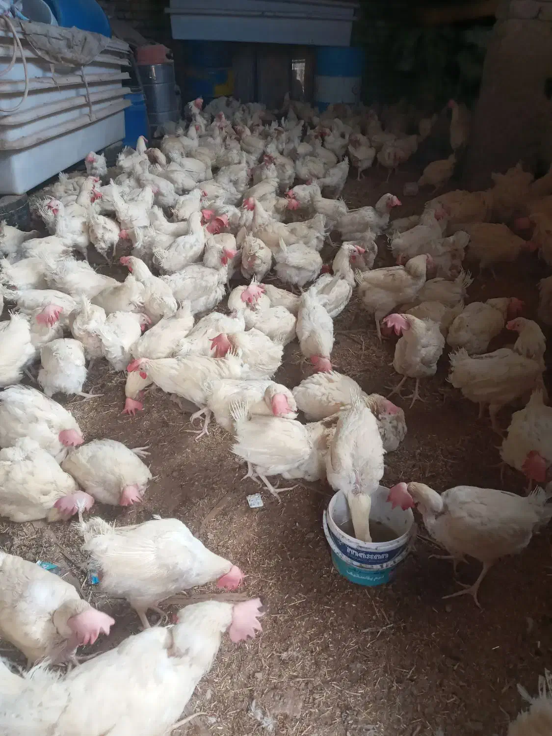 مرغ سفید|حیوانات مزرعه|بشاریات, |دیوار