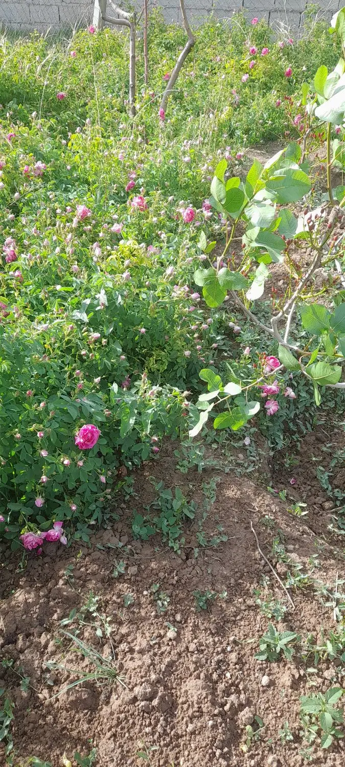گل محمدی|گل و گیاه طبیعی|یامچی, |دیوار