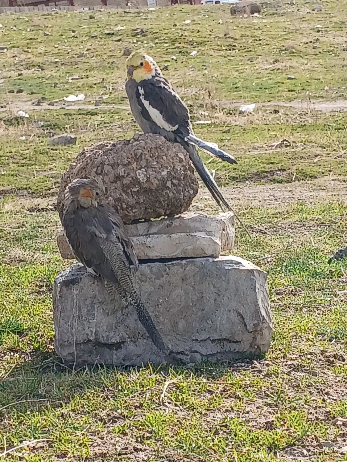 تابلو|اسباببازی بچه|جوانرود, |دیوار