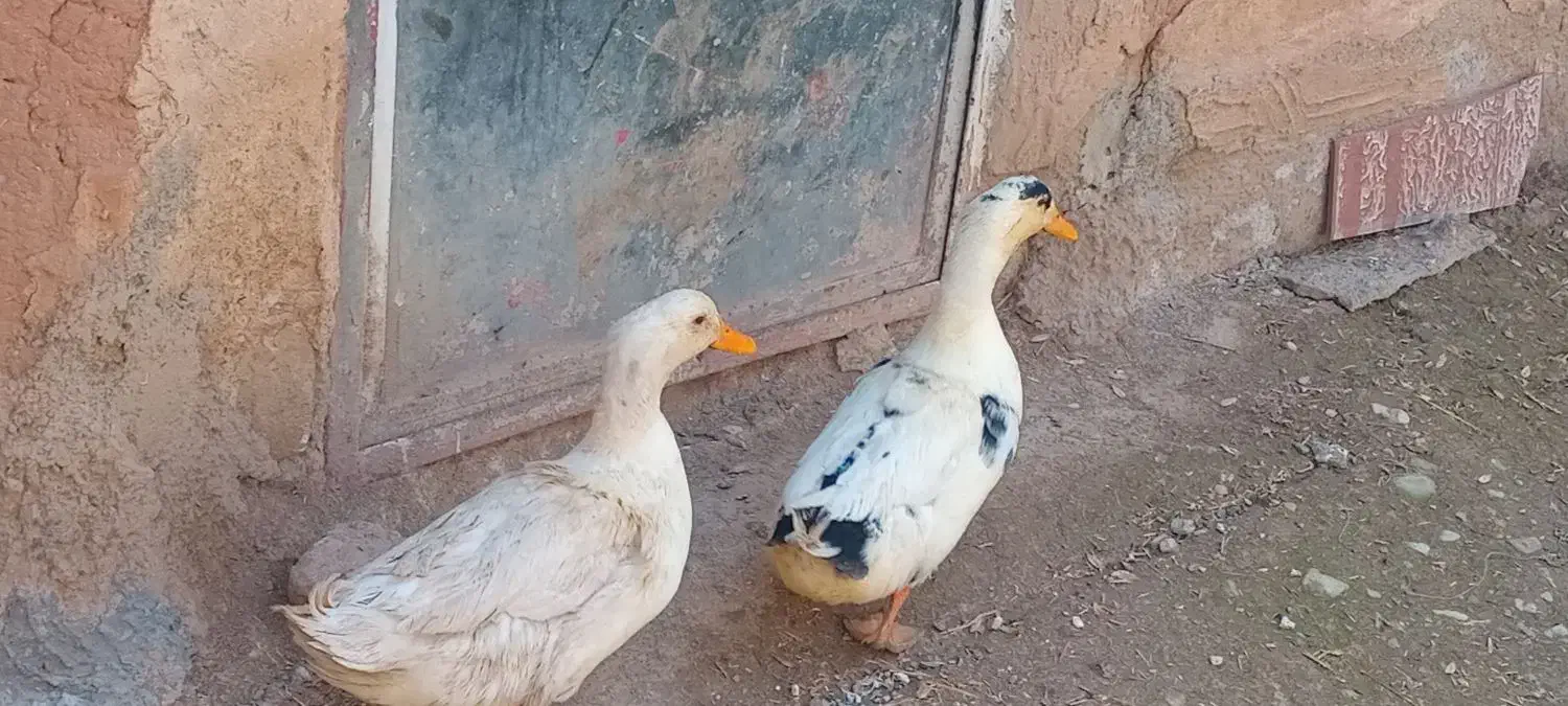 دوعدد اردک نر|حیوانات مزرعه|آبسرد, |دیوار