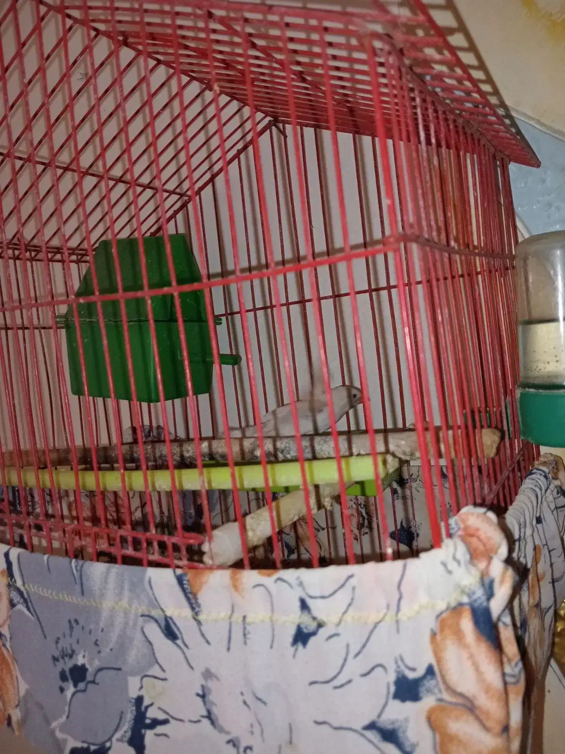 فنج|پرنده|قزوین, |دیوار