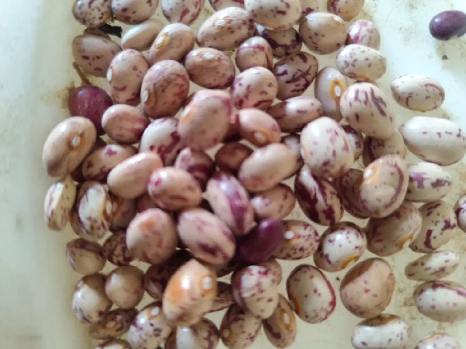 لوبیا|خوردنی و آشامیدنی|بربرود, |دیوار