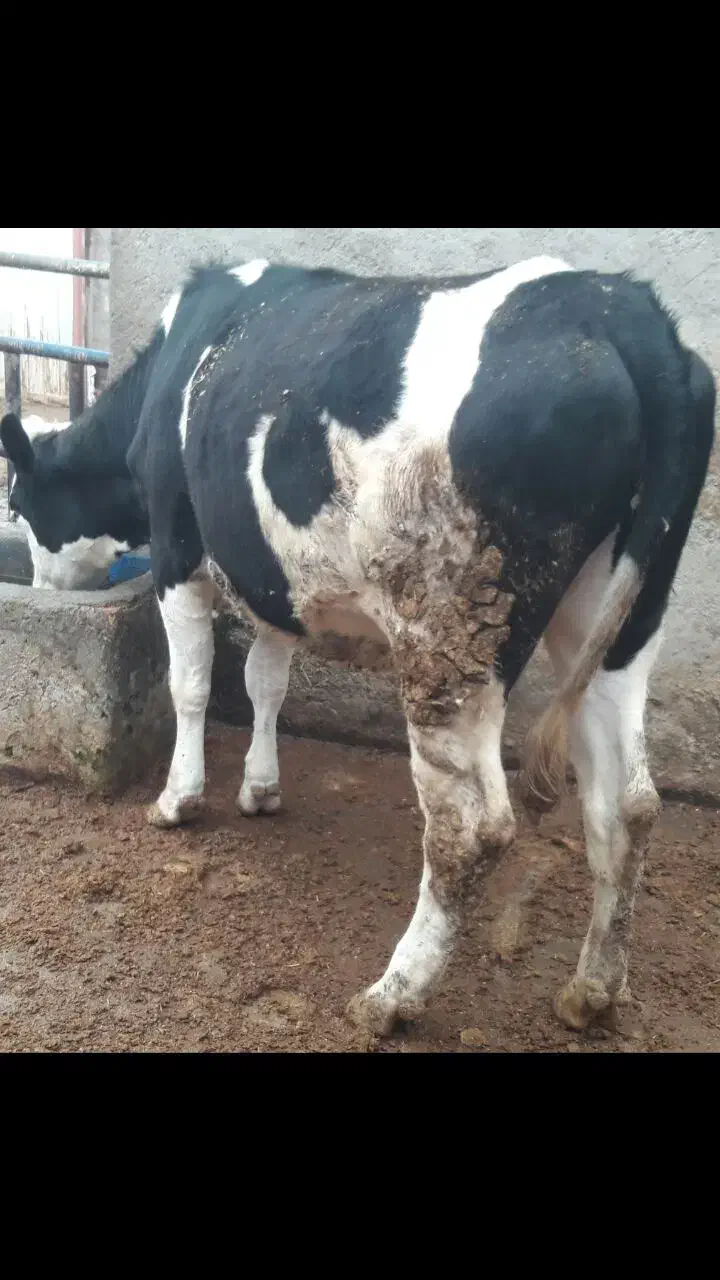 گوساله سیمیتال تلیسه گوشتی|حیوانات مزرعه|قزوین, |دیوار