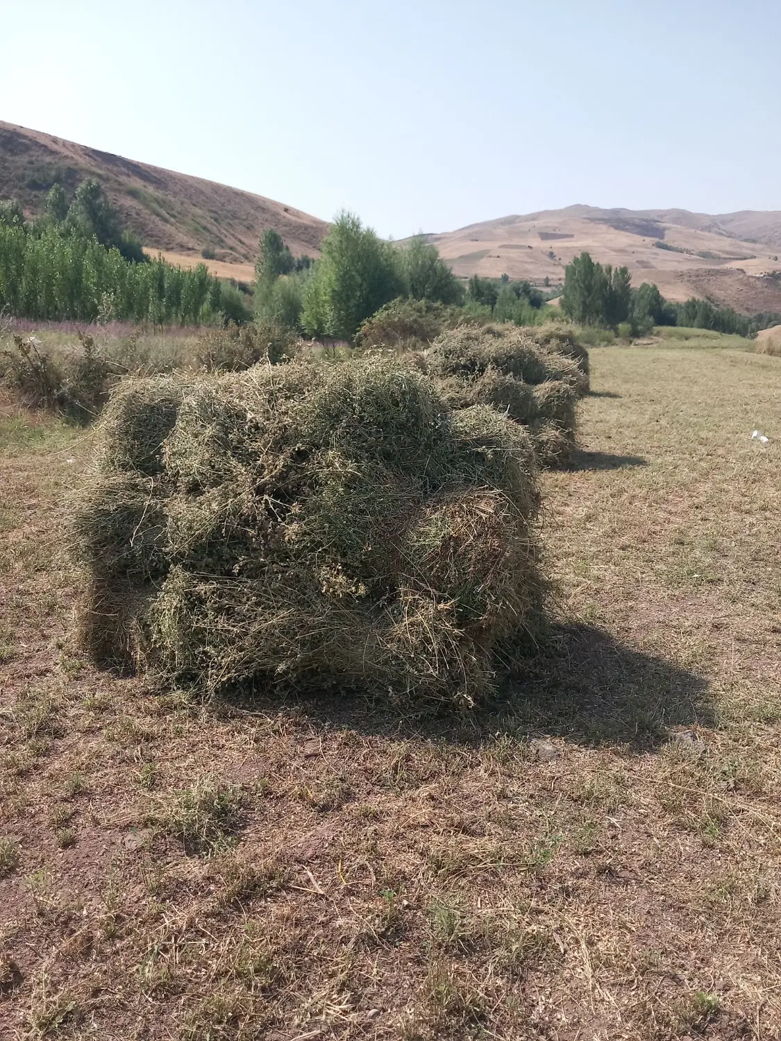 یونجه|لوازم جانبی حیوانات|اهر, |دیوار