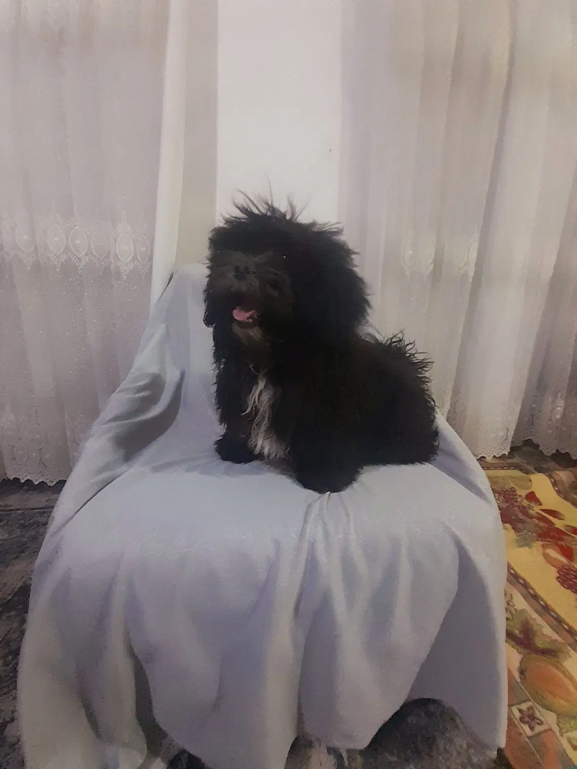 سگ dag|سگ|فولادشهر, A6|دیوار