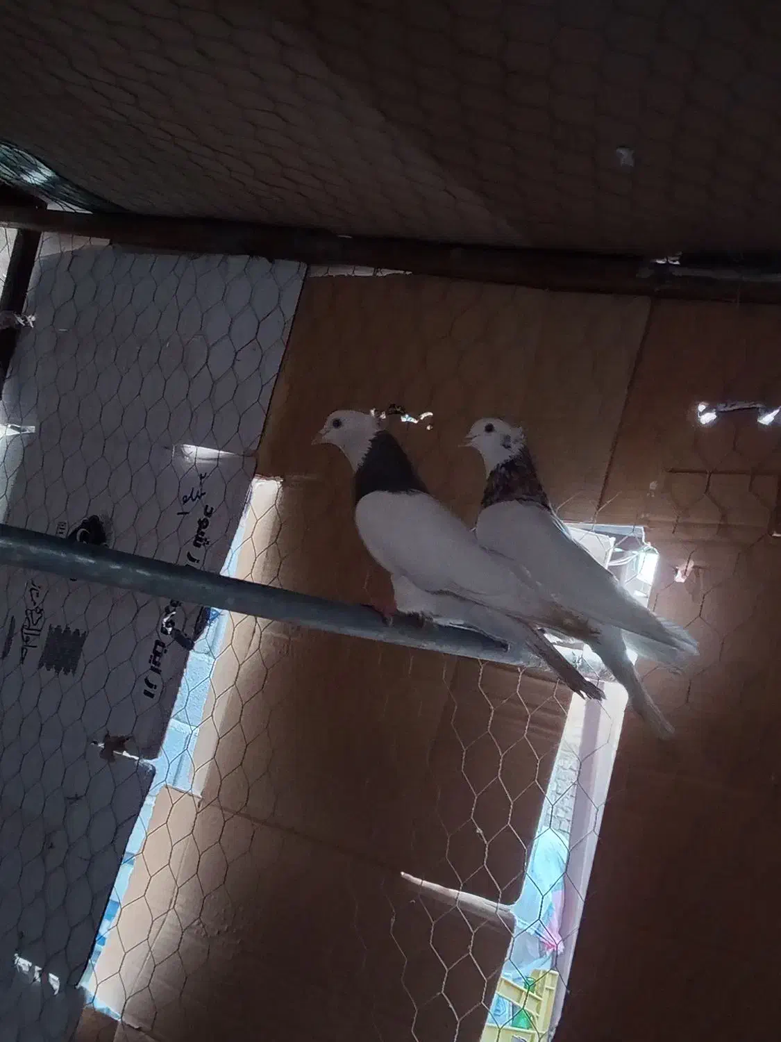 کبوتر|پرنده|اشکذر, |دیوار