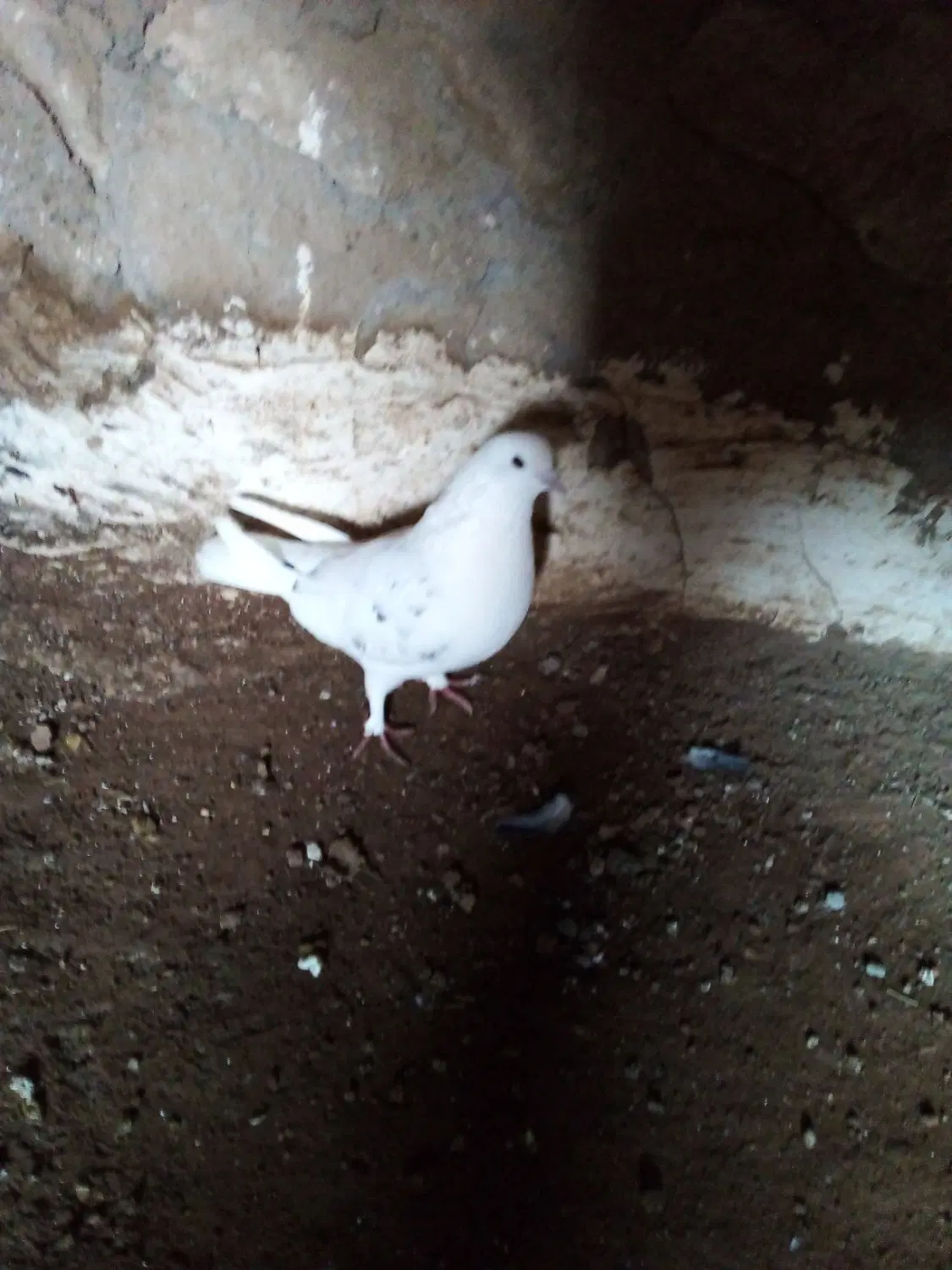 کبوتر|پرنده|سراب, |دیوار