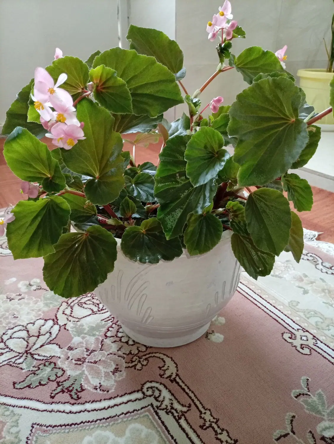 گل طبیعی|گل و گیاه طبیعی|چرداول, |دیوار