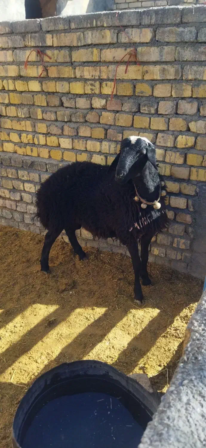 بره قوچ|حیوانات مزرعه|ساروق, |دیوار