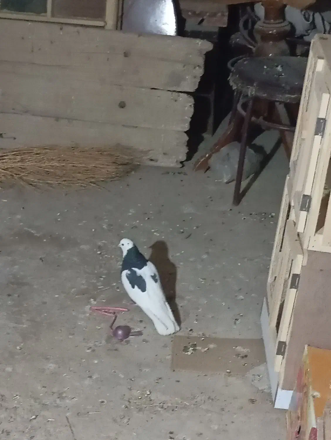 کبوتر|حیوانات|برخوار, |دیوار