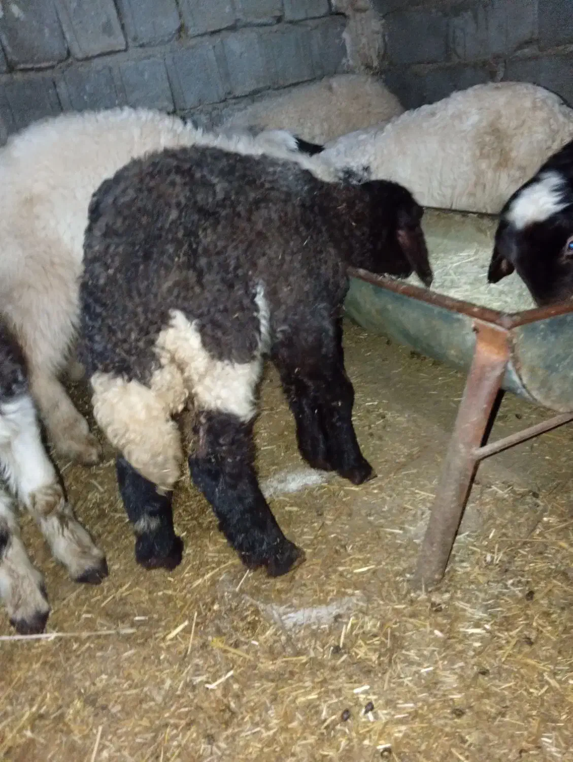 بره ماده|حیوانات مزرعه|جوانرود, |دیوار