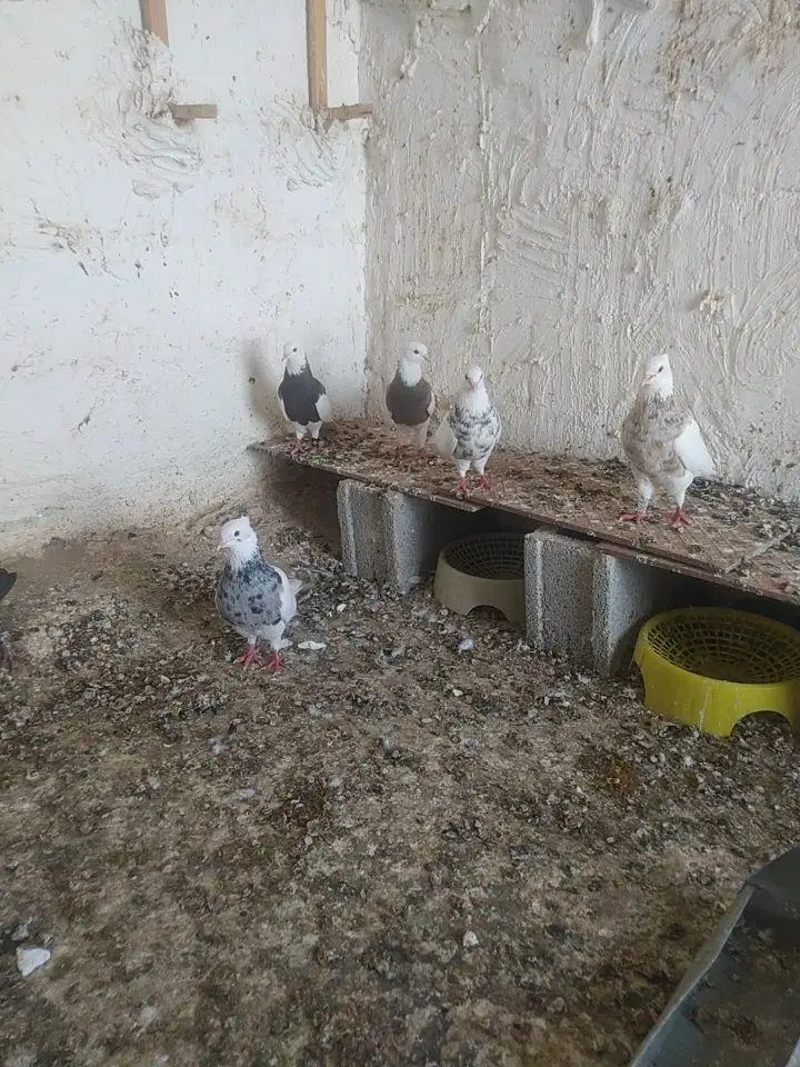 طوقی|پرنده|خورموج, |دیوار