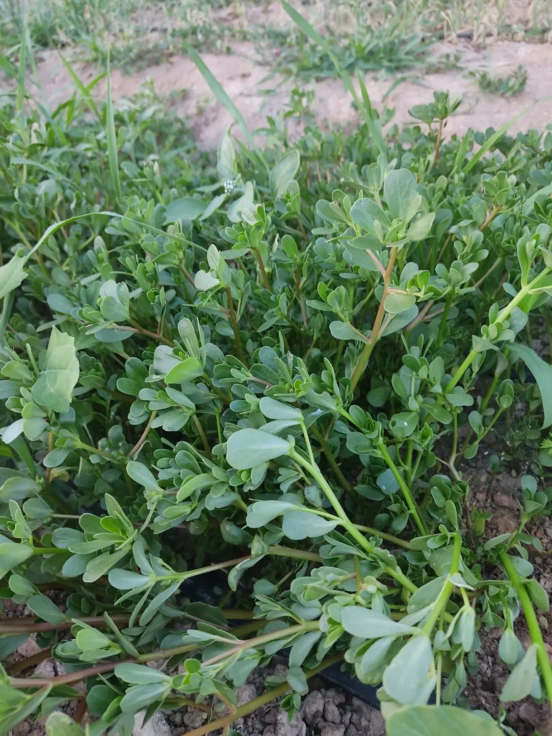 خرفه|خوردنی و آشامیدنی|شیروان (خراسان), |دیوار