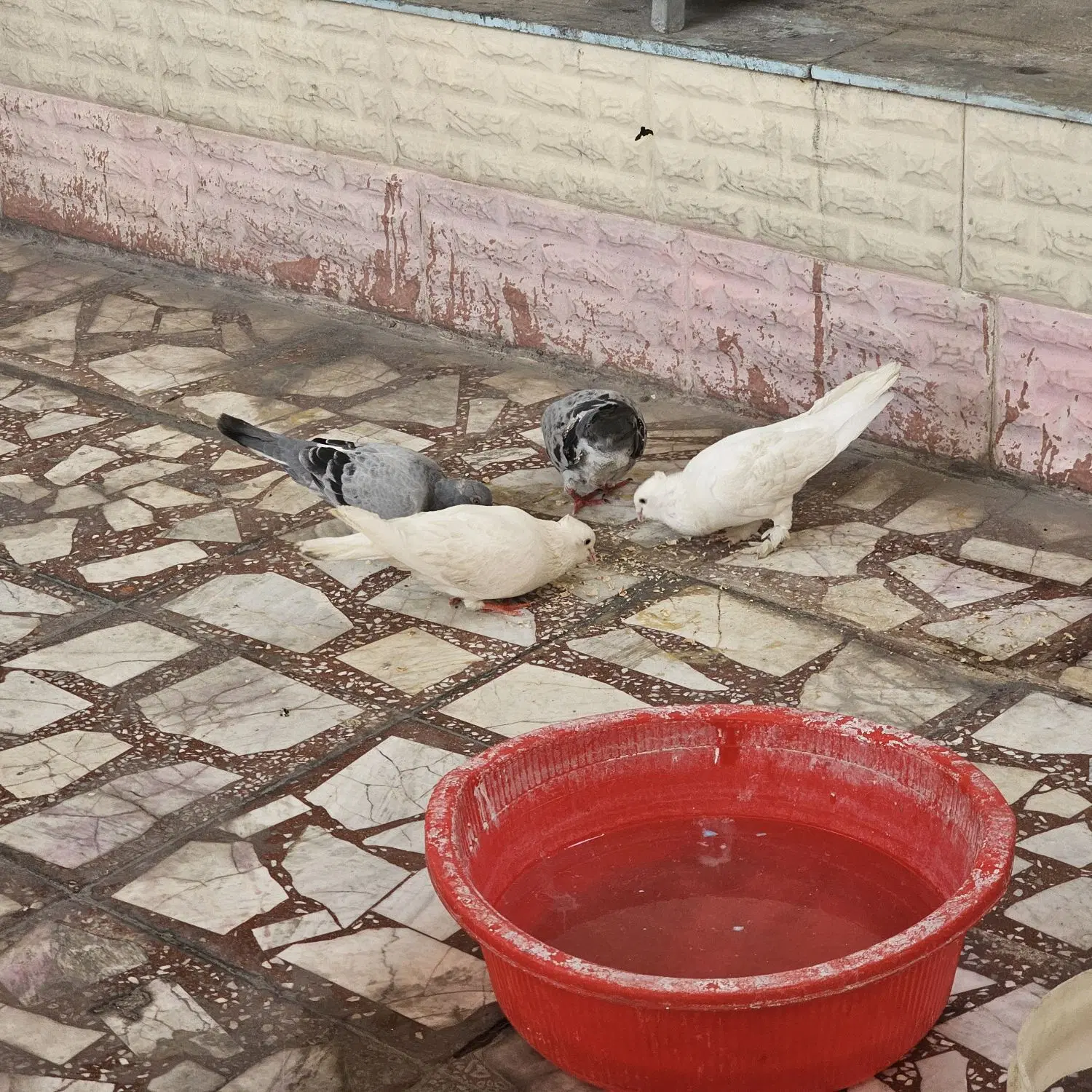 کبوتر|پرنده|چرام, |دیوار