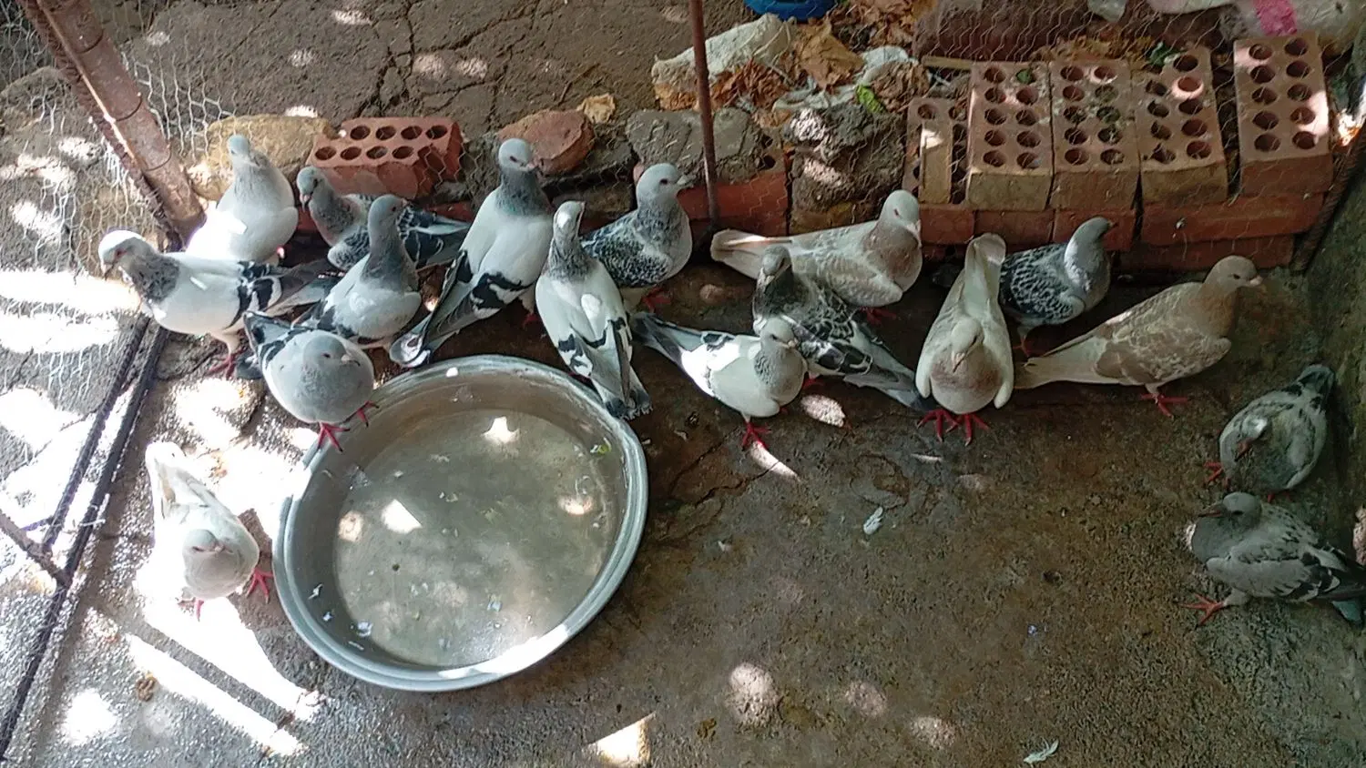 کفتر|پرنده|گلباف, |دیوار