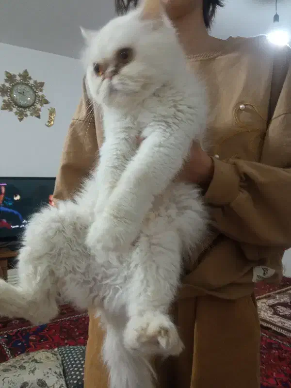 گربه|گربه|تبریز, |دیوار