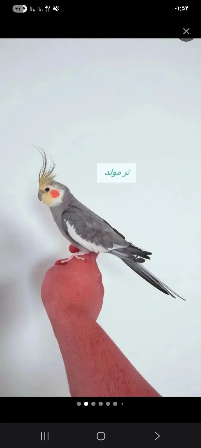سلام|حیوانات|صحنه, |دیوار