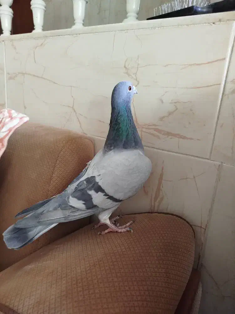 کفتر|پرنده|تفت, |دیوار