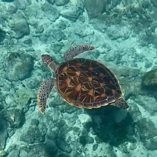 تصویر اصلی