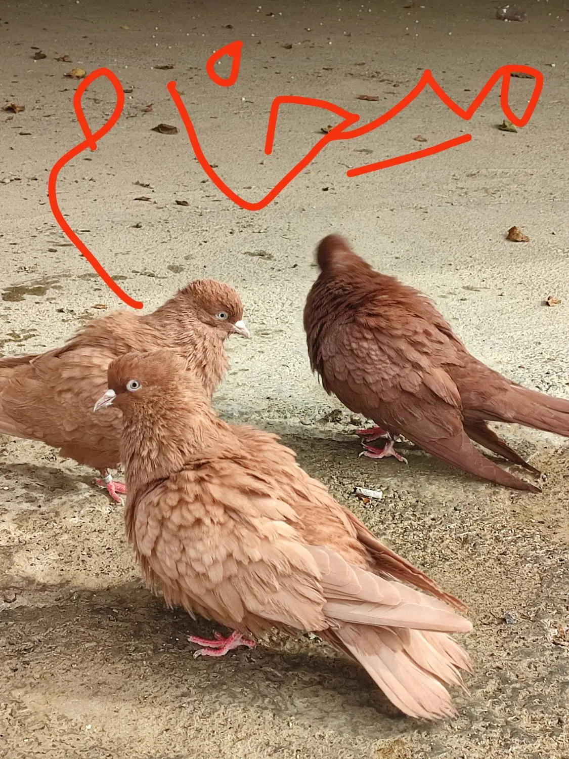 نر‌چایی|پرنده|دورود, |دیوار