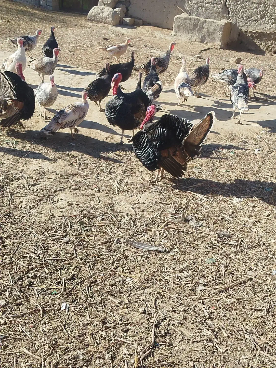 فروشی|حیوانات مزرعه|زابل, |دیوار