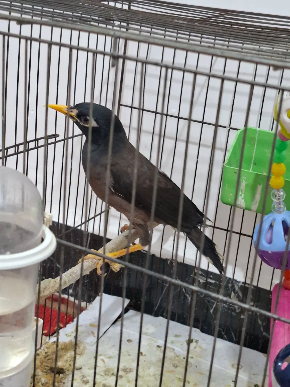 مرغ مینا|پرنده|اهواز, گلدشت|دیوار