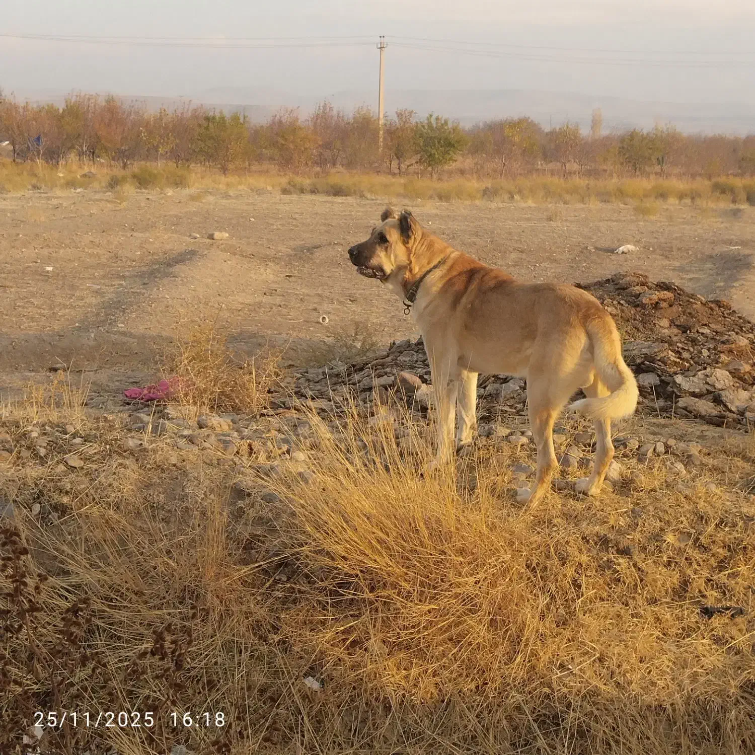 فروشی|سگ|بناب, |دیوار