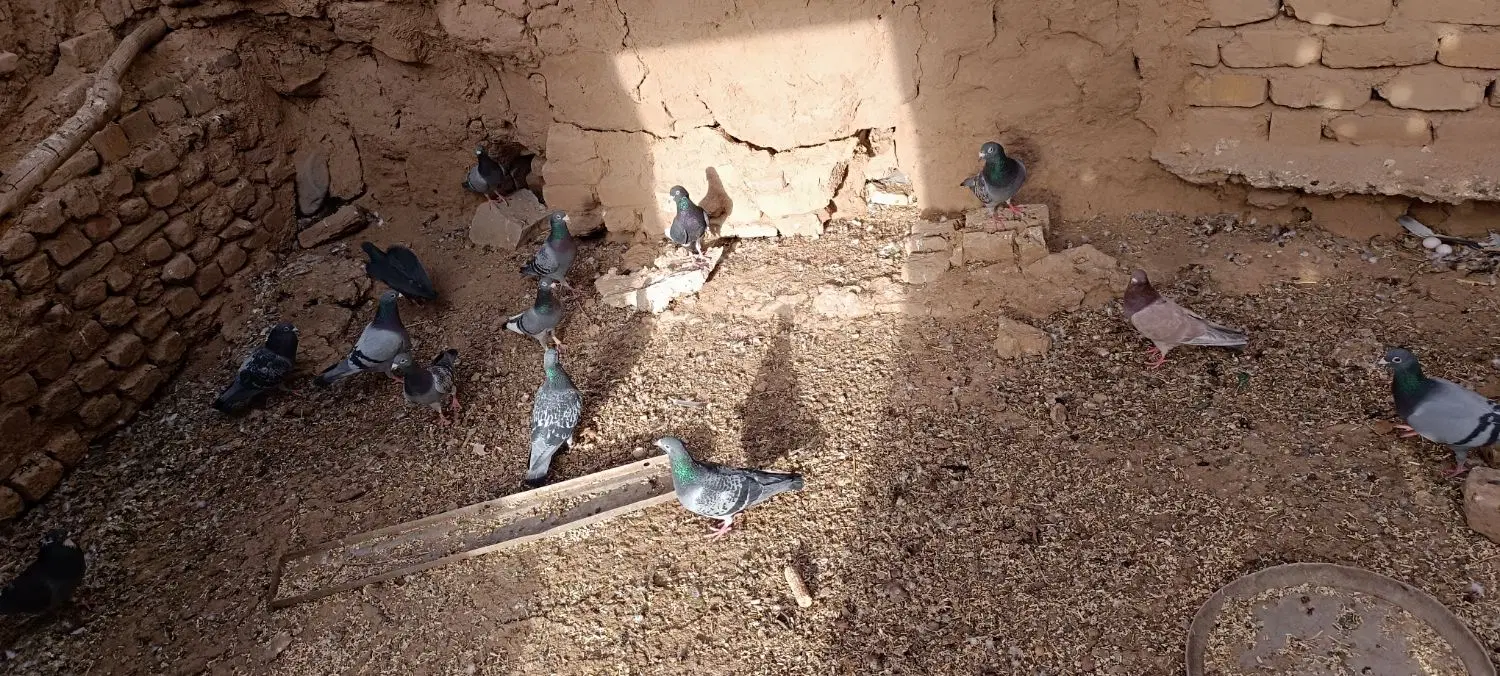 پلاکی|پرنده|اردستان, |دیوار