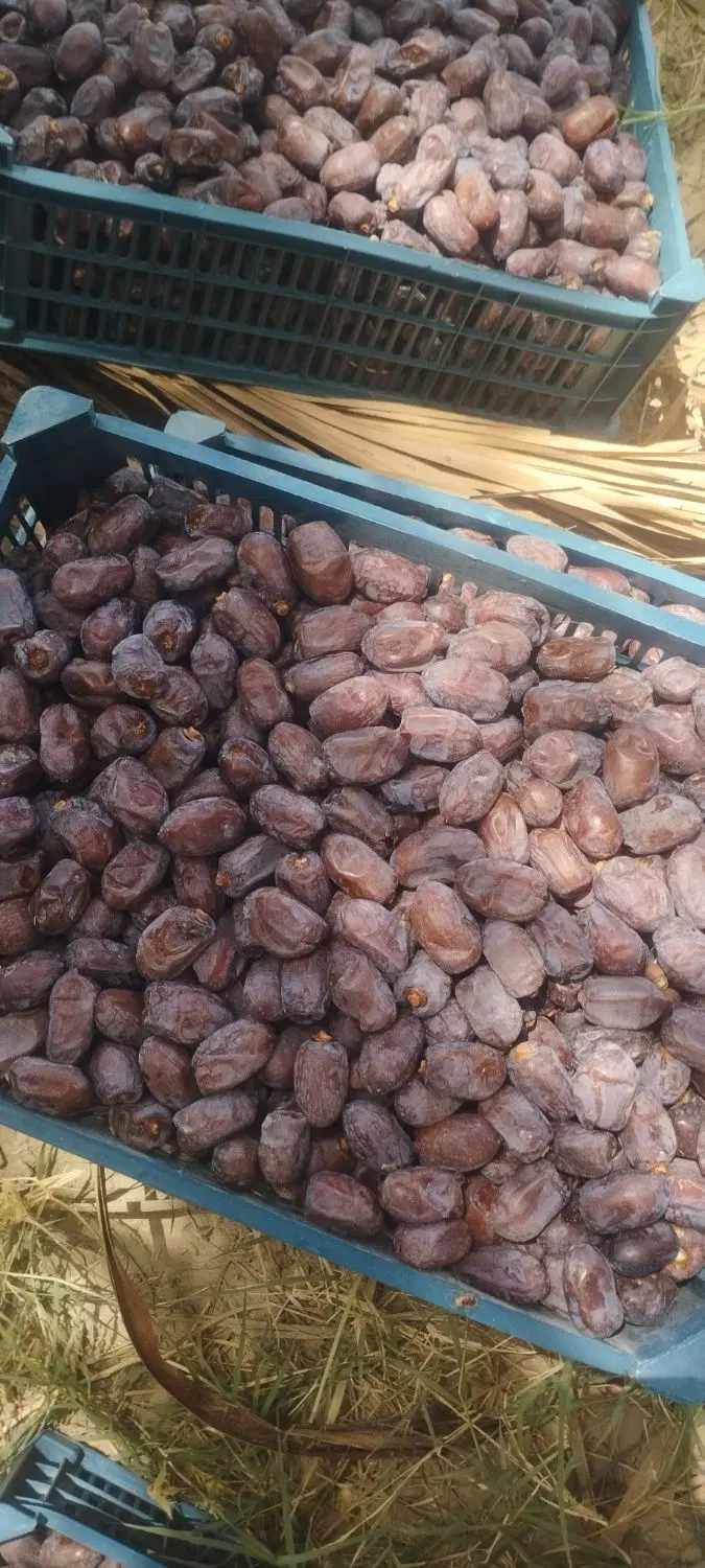خرما|خوردنی و آشامیدنی|کرمان, |دیوار