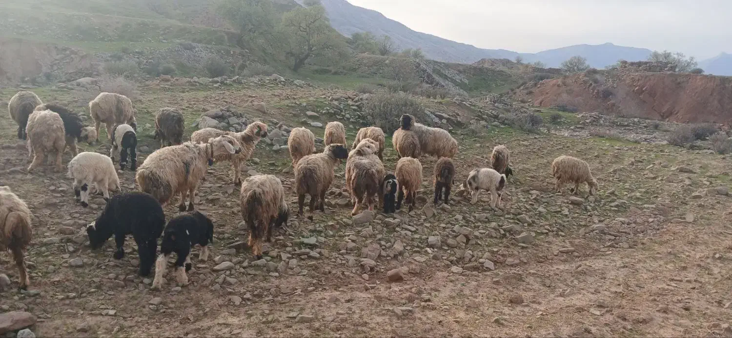 گوسفند|حیوانات مزرعه|مسجد سلیمان, |دیوار