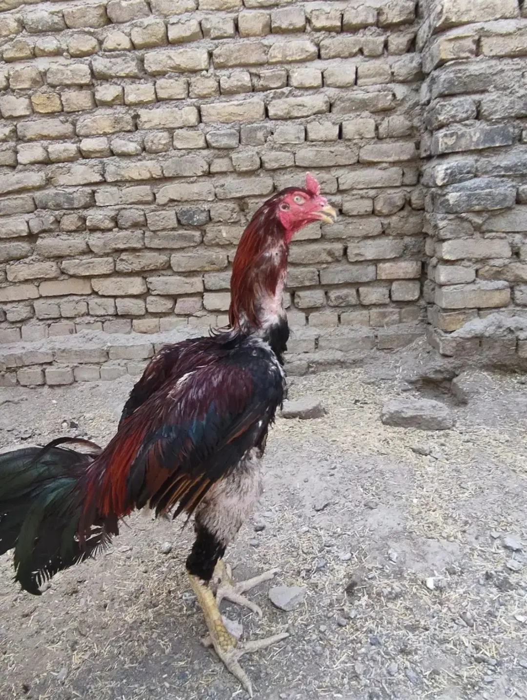 لاری|حیوانات مزرعه|مشهد, پایگاه شکاری|دیوار