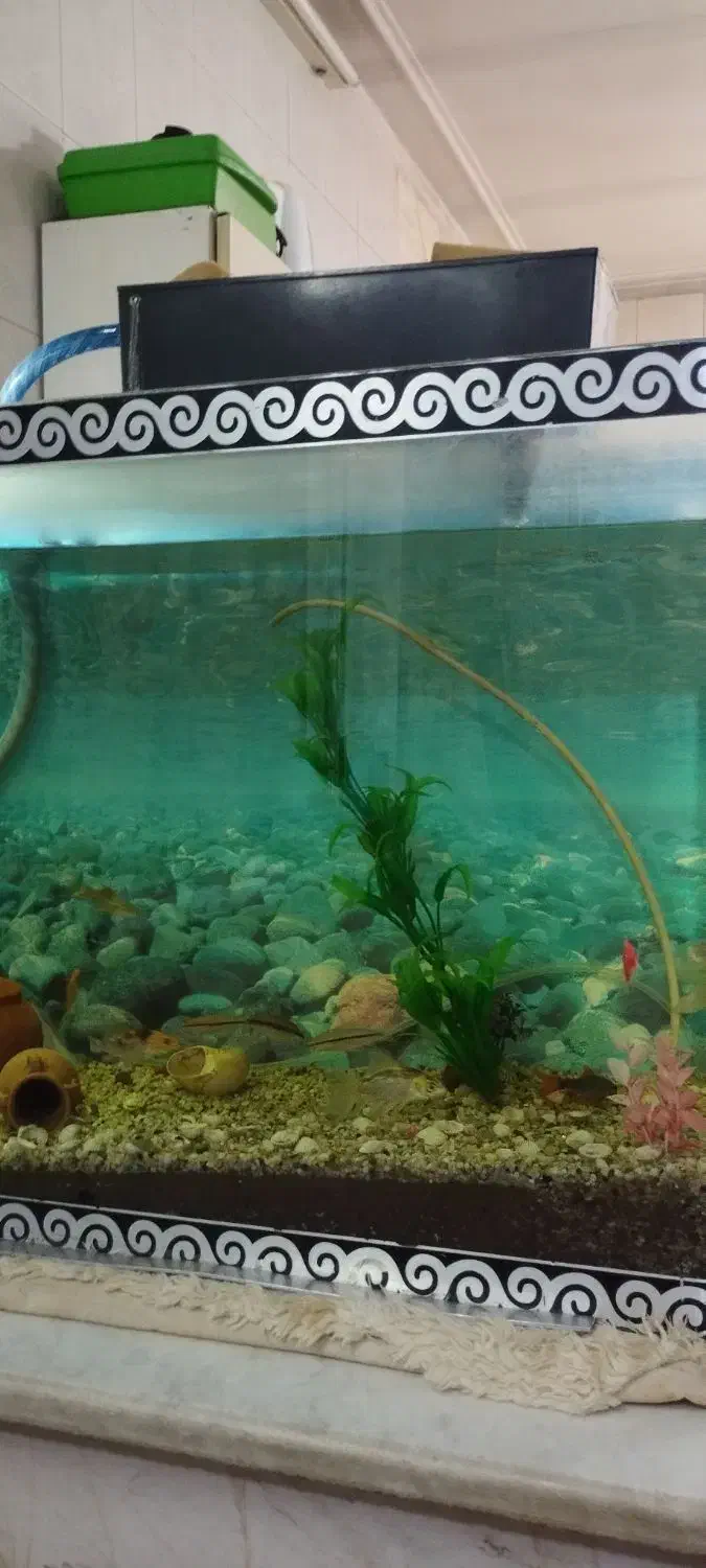آکواریوم|لوازم جانبی حیوانات|قم, ولیعصر|دیوار