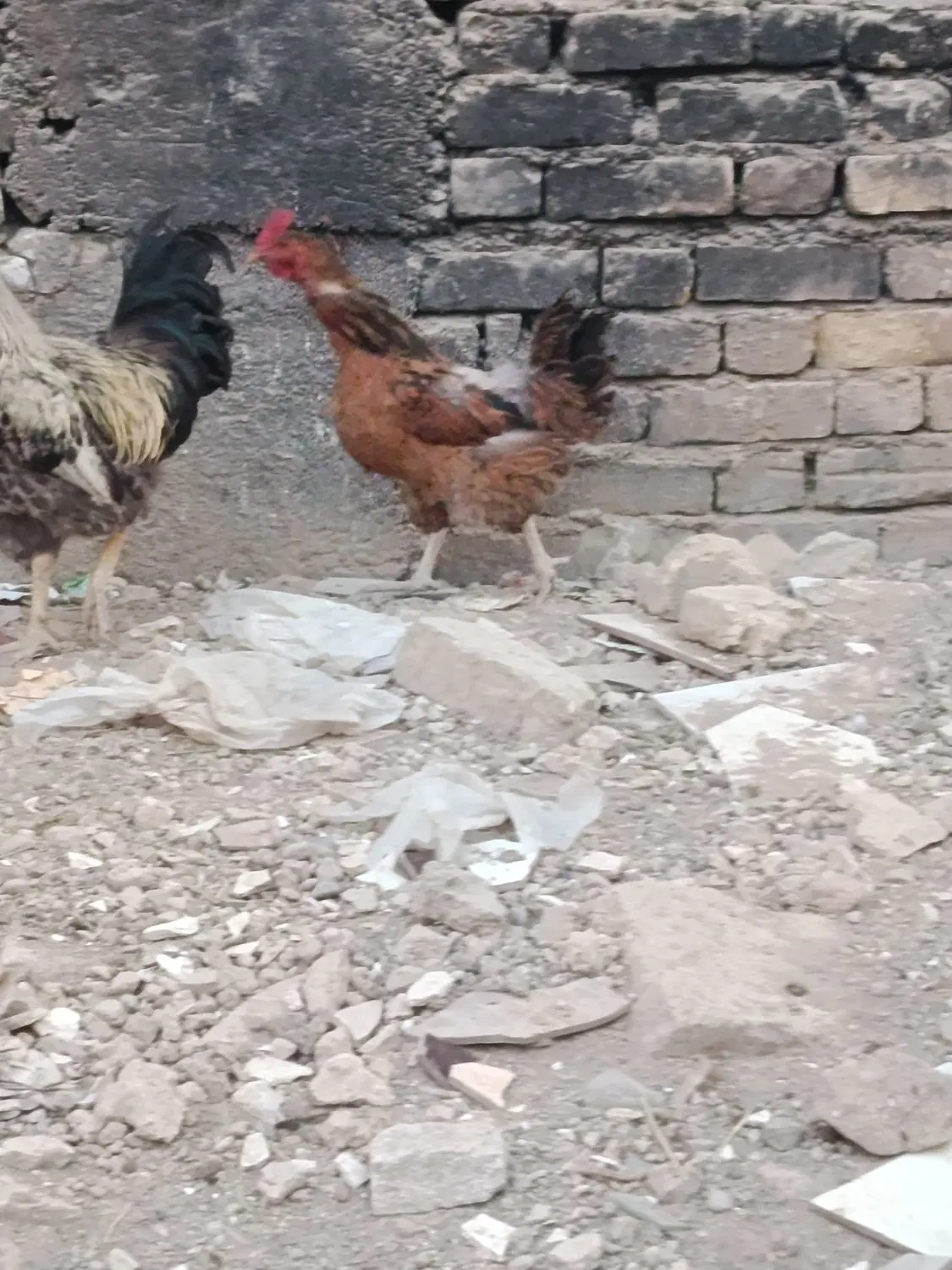 جوجه|حیوانات مزرعه|فلاورجان, |دیوار