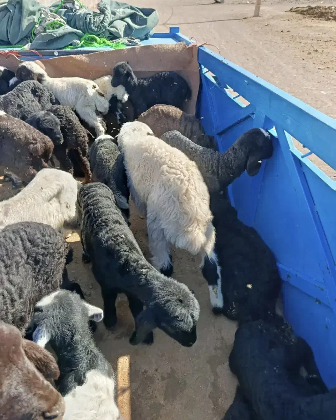 بره شیری|حیوانات مزرعه|یزد, |دیوار