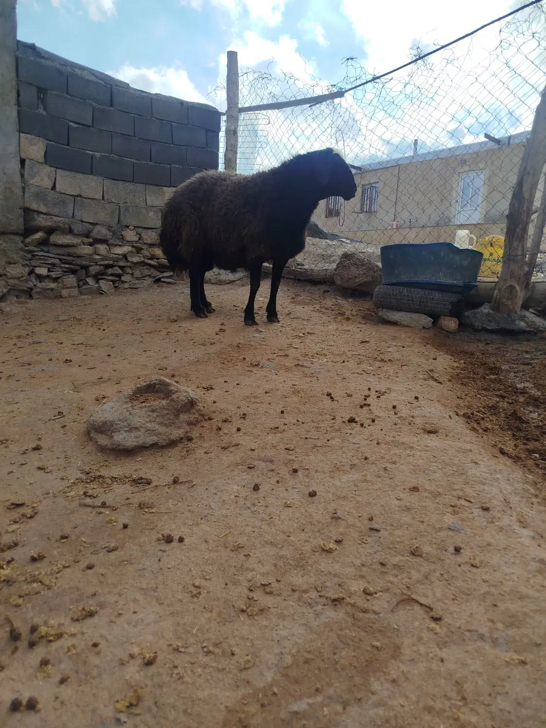 قوچ|حیوانات مزرعه|کمیجان, |دیوار
