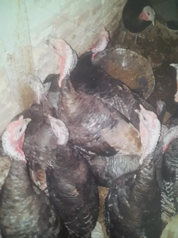 بوقلمون|حیوانات مزرعه|جوادآباد, |دیوار