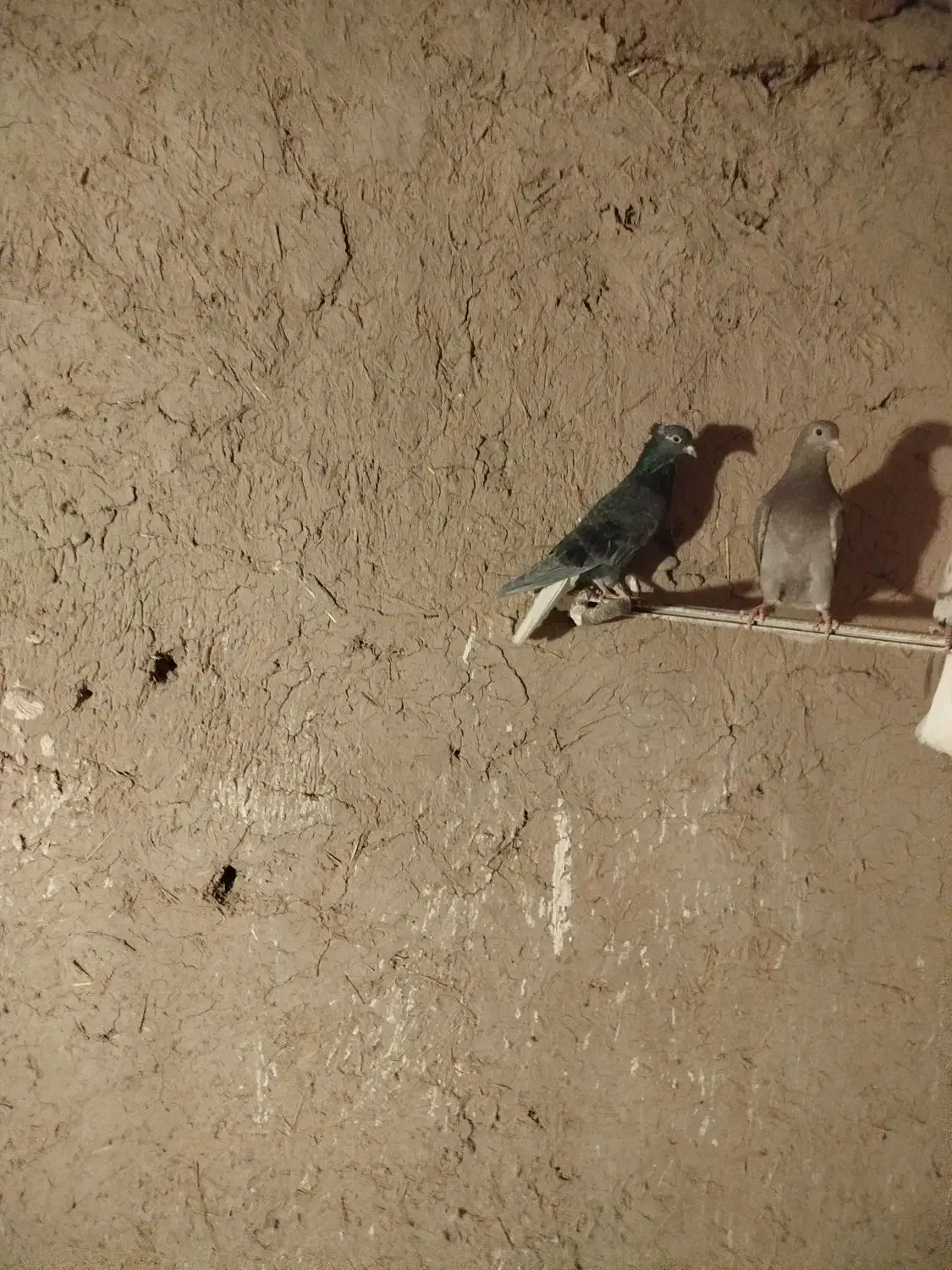 دمسفید|پرنده|قوچان, |دیوار