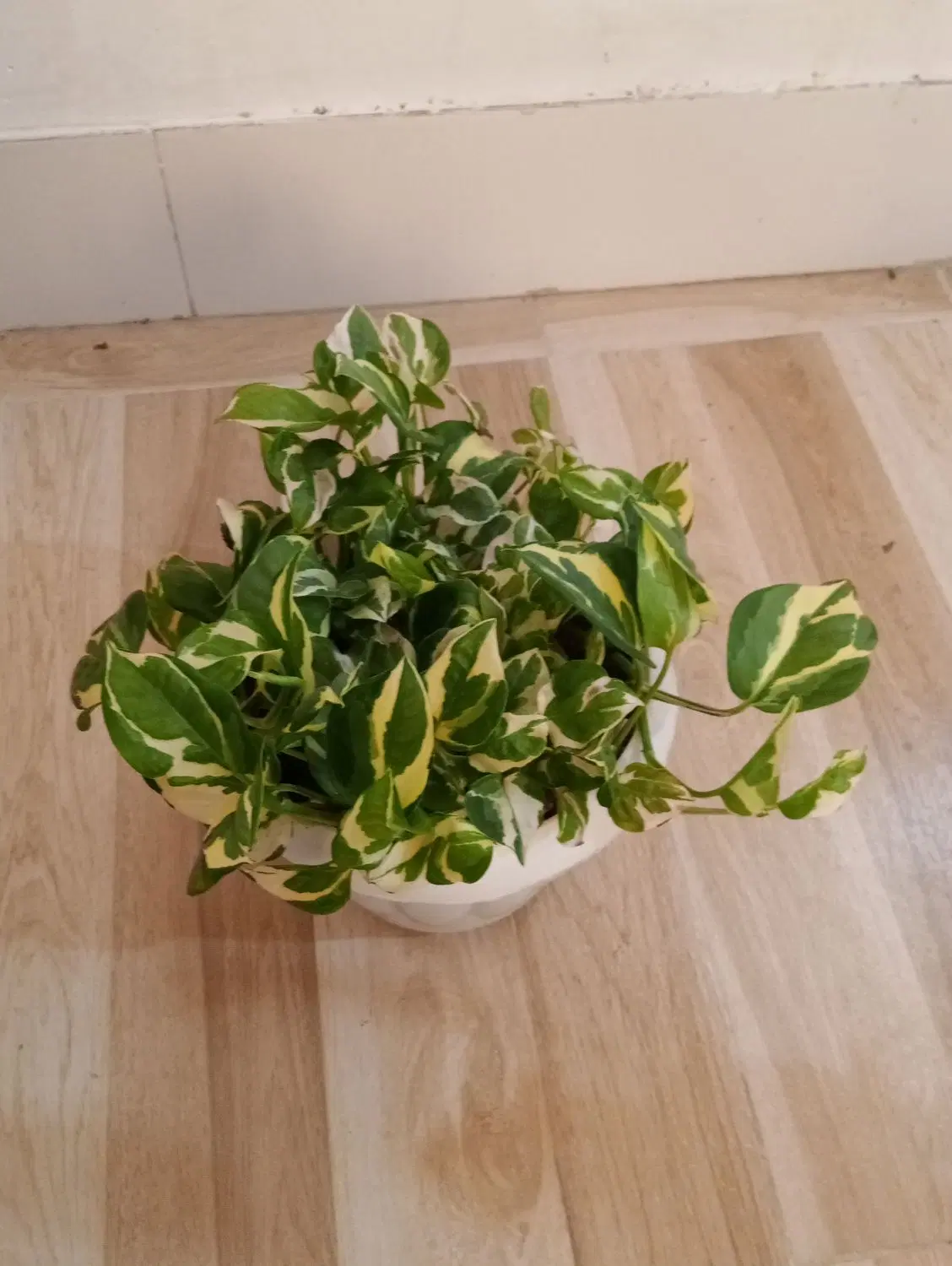 (گل)|گل و گیاه طبیعی|بانه, |دیوار