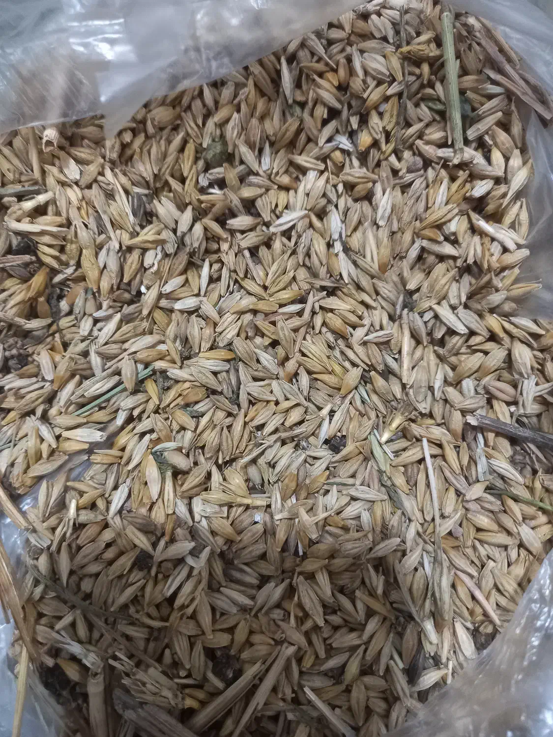 فروش جو|خدمات باغبانی و درختکاری|باوی, |دیوار