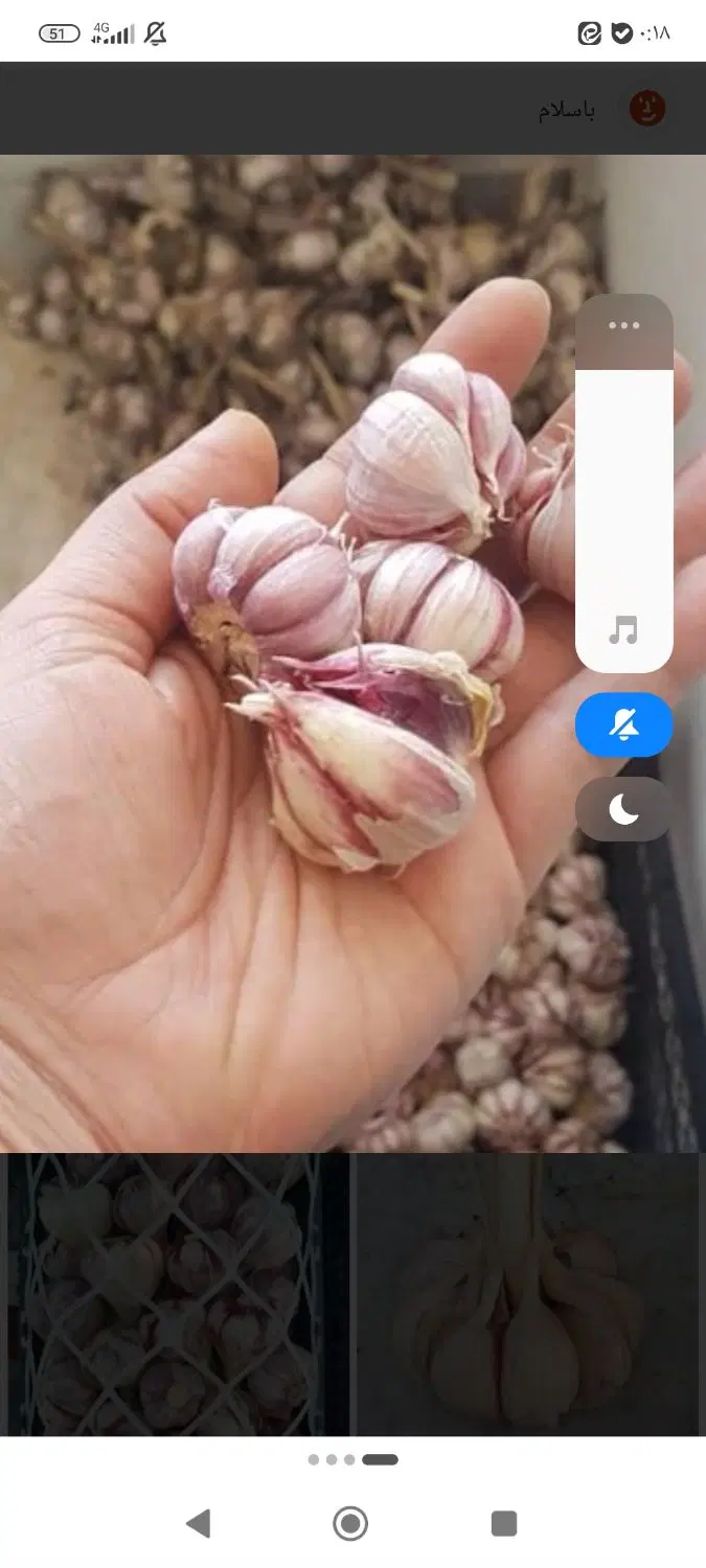 فروش سیر|عمده‌فروشی|شیراز, دباغ خانه|دیوار