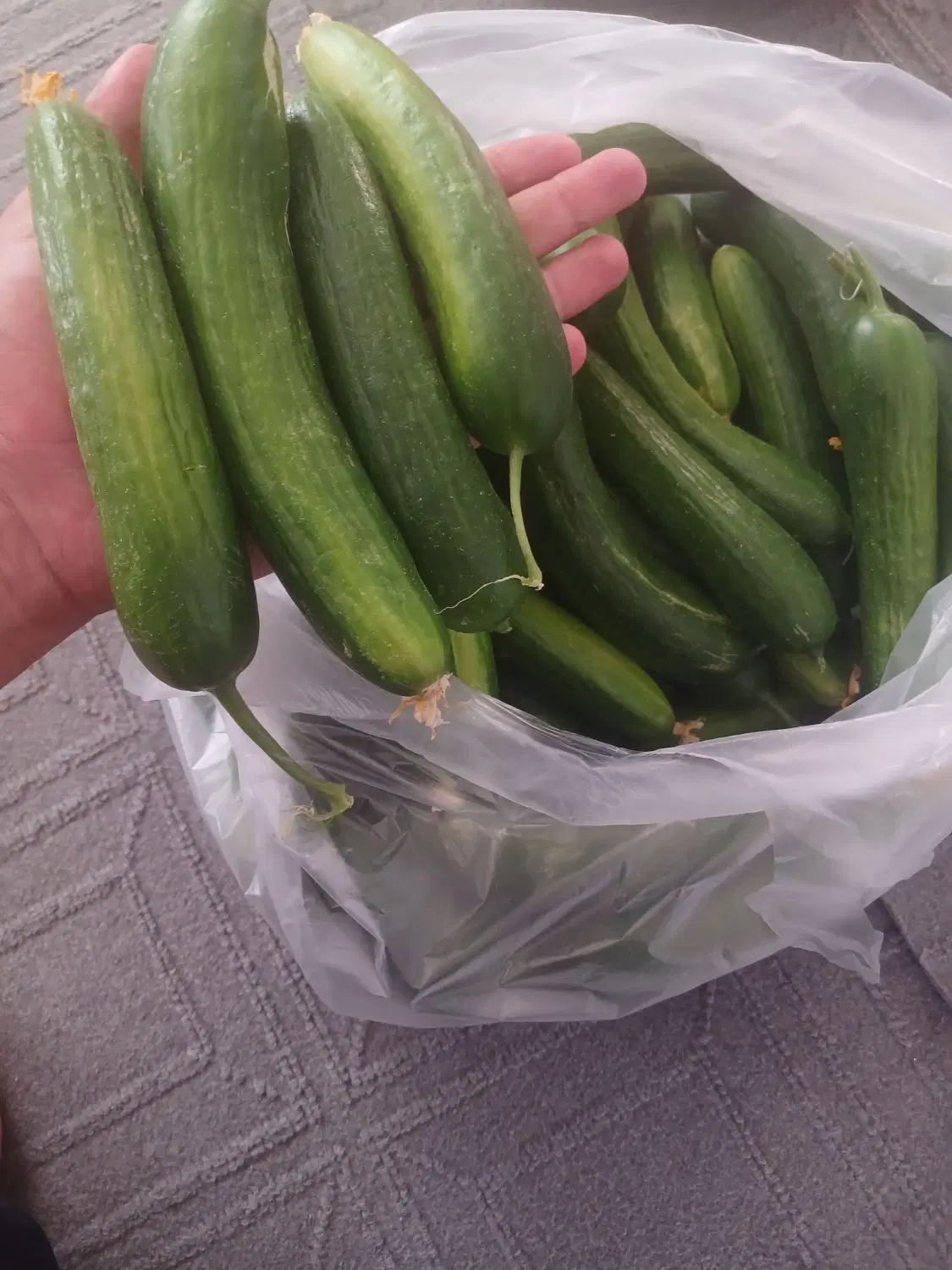 خیار|خوردنی و آشامیدنی|آبکوه, |دیوار