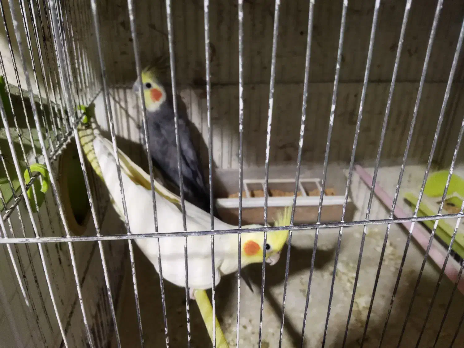 عروس|پرنده|اردبیل, |دیوار