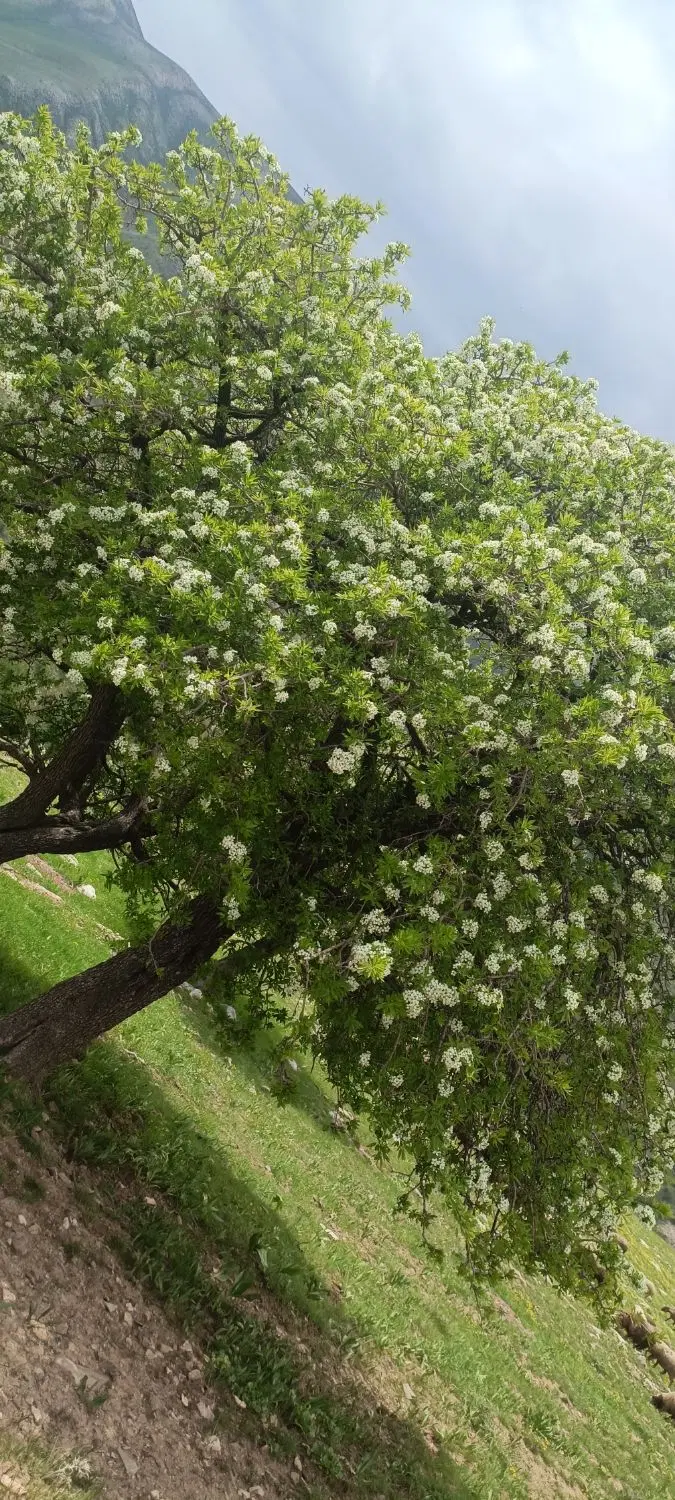 قسقوان|گل و گیاه طبیعی|کلاشی, |دیوار